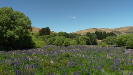 sea of lupine flowers near lake tekapo, new zealand