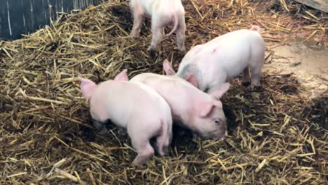 a group of piglets, playing in straw on a farm | edinburgh, scotland | hd at 60 fps