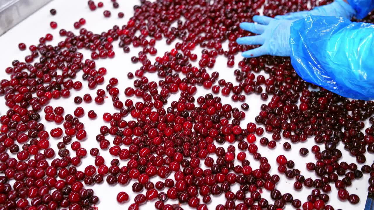 Fresh red cherries moving on a conveyor belt. Worker's hands in gloves sorting ripe berries inside the food factory.
