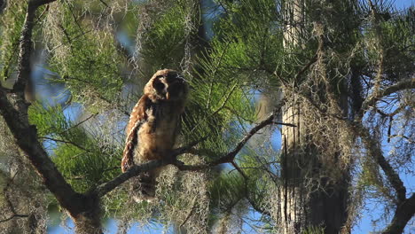 búho barrado en el árbol, mira fijamente a la cámara