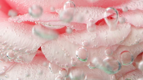 pink carnation petals in water with bubbles