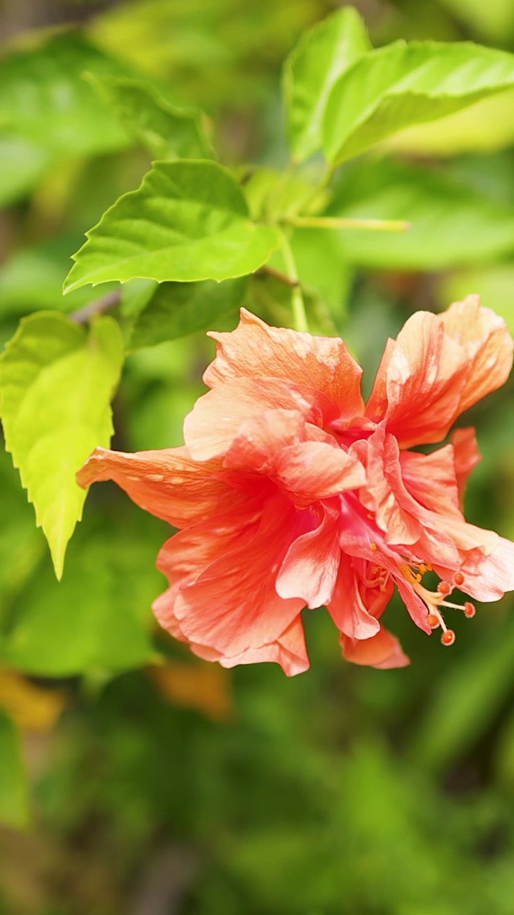 Primo piano di un fiore di ibisco arancione che ondeggia delicatamente tra un lussureggiante fogliame tropicale verde