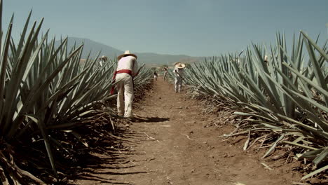 jimador cutting agave pineapple in the city of tequila, jalisco, mexico