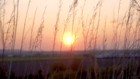 Hohes-Glas-Weht-Im-Wind,-Während-Die-Sonne-Untergeht