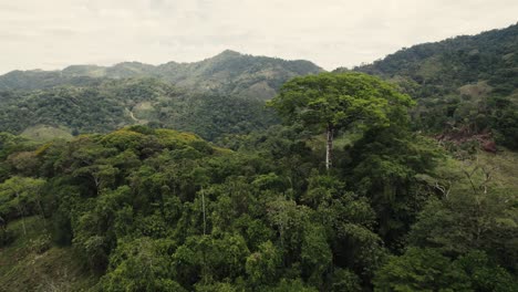 drone flying around a sacred tree inside the remote rainforest in the costa rica jungle