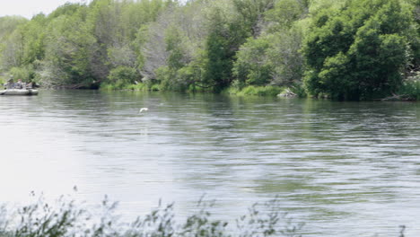 Bird-flies-over-surface-of-Snake-river-in-Idaho,-tracking-shot