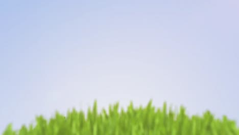 small hill with tree in grassy meadow