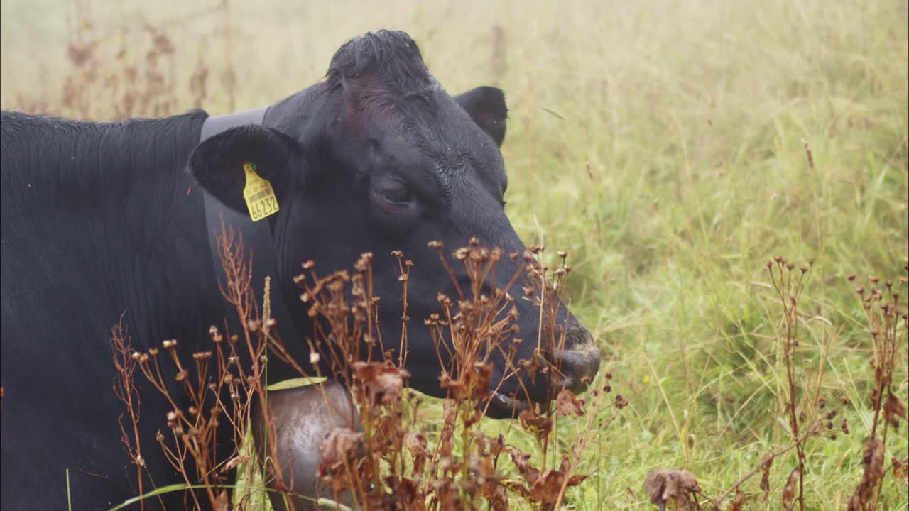 Una mucca mangia erba