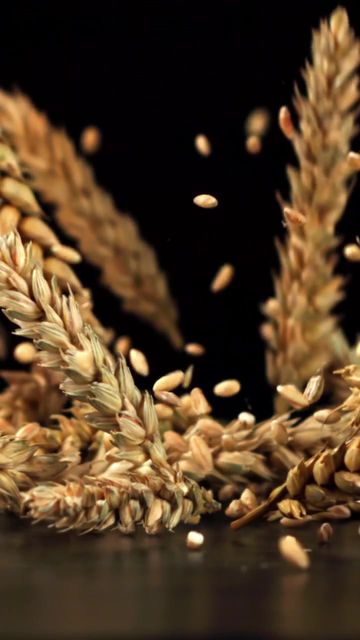 Chicchi e spighe di grano che cadono al rallentatore su sfondo nero.