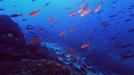 reef glide deep below the surface with sharks lurking in the background