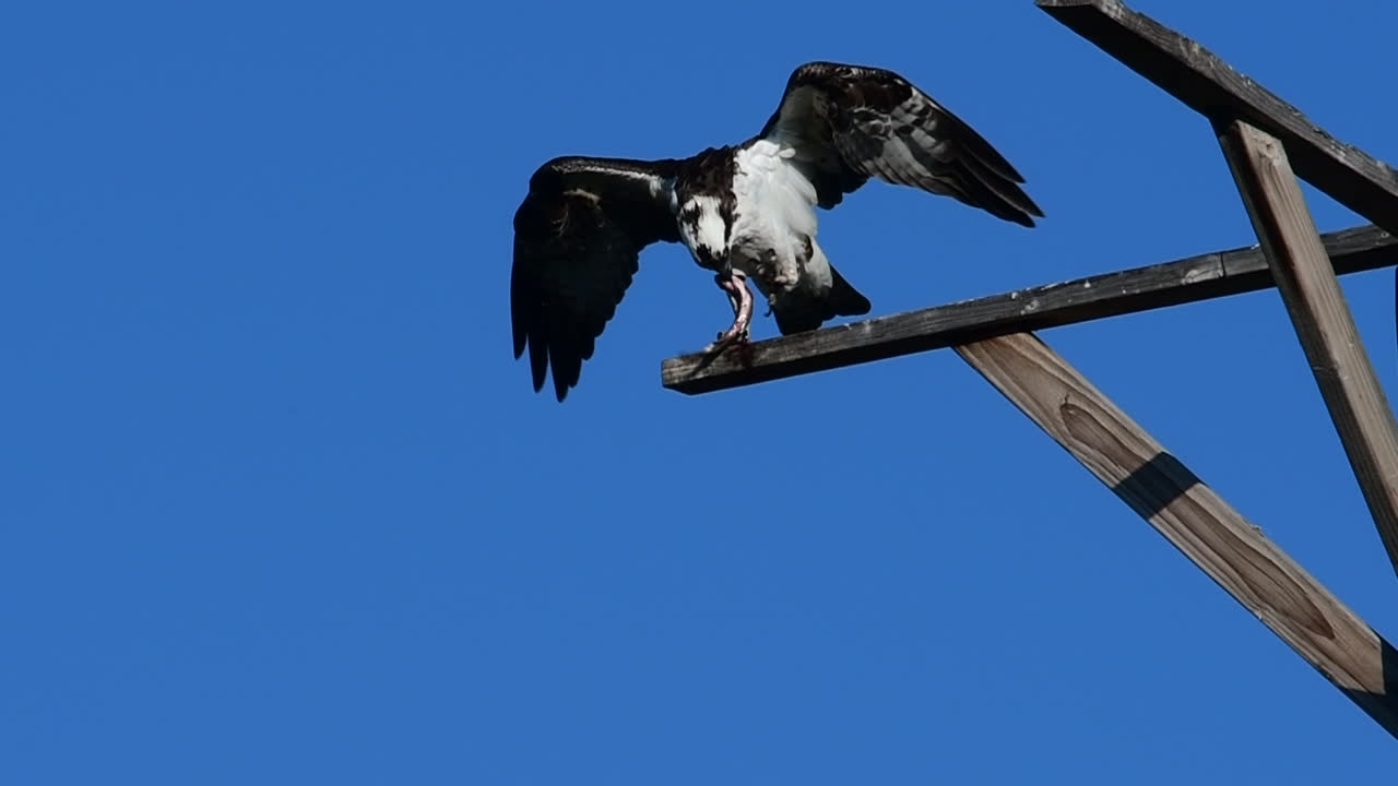 Falco pescatore con un pesce appena pescato.