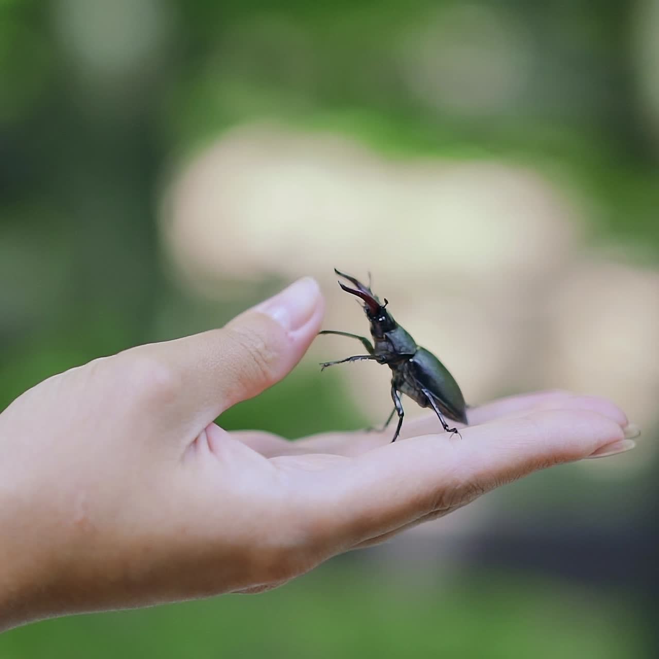 Stag beetle in hand. Lucanus cervus. Fighting beetles