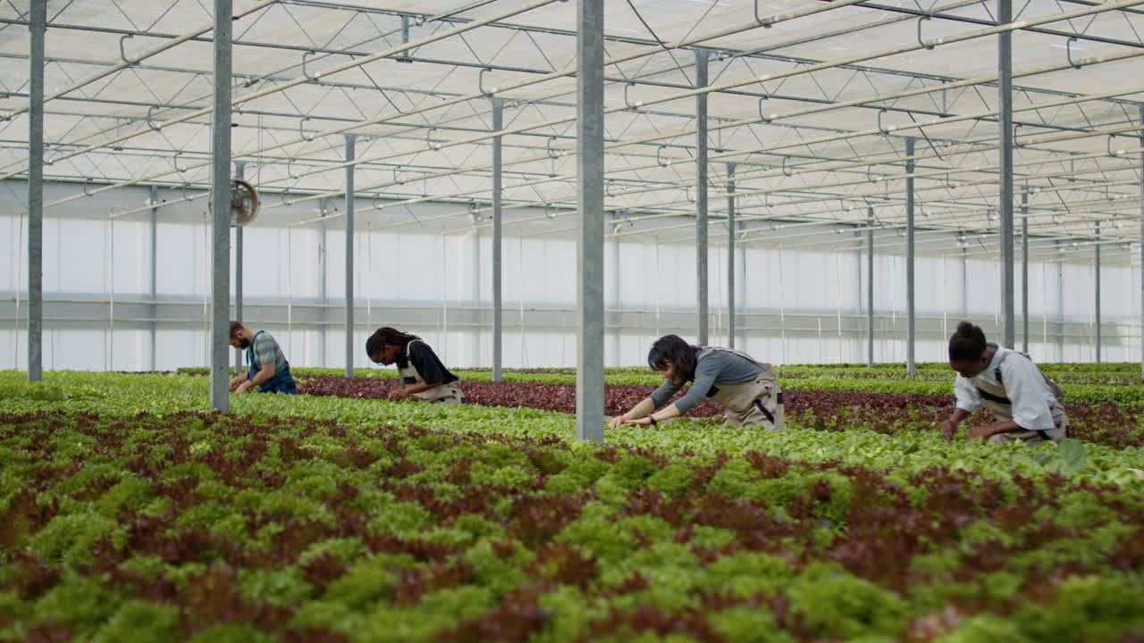 온실에서 일하는 사람들