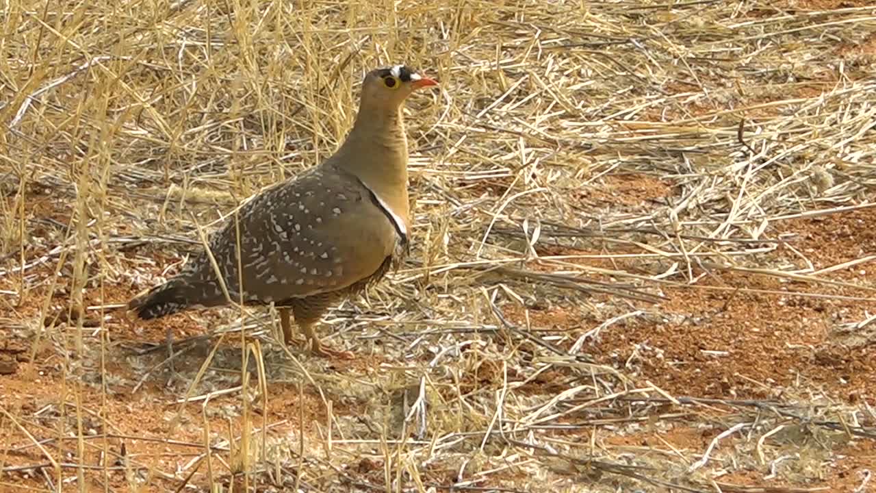 un puente de ganga de arena de doble banda se encuentra en el suelo en namibia áfrica