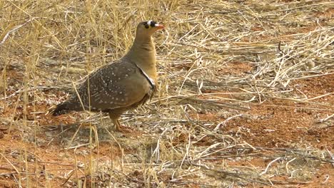 Ein-Doppelt-Gebändertes-Sandgrouse-Brid-Steht-Auf-Dem-Boden-In-Namibia-Afrika