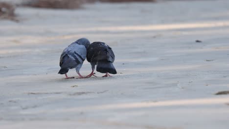 pigeons displaying typical mating behavior