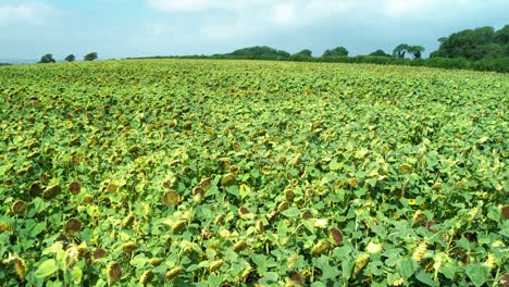 Beautiful-sunny-countryside-sunflower-meadow-field-aerial-view-low-over-agricultural-field