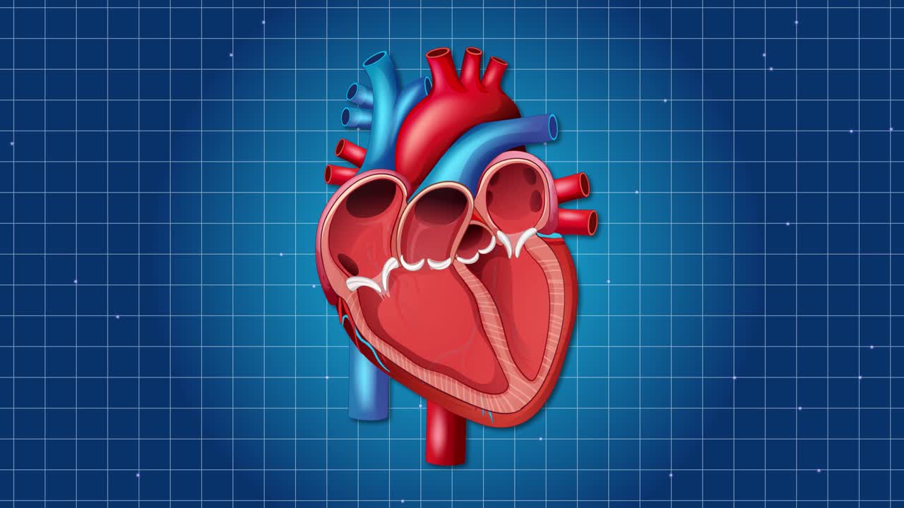 A dynamic animation of a human heart pulsing rhythmically against a blue grid backdrop, illustrating cardiovascular function