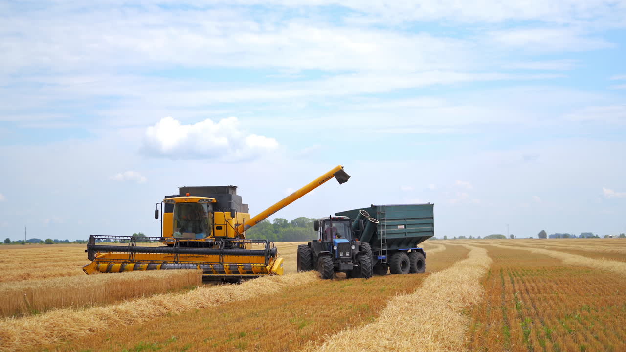Combine drives across field. Grain harvester working in field gathering crop of wheat