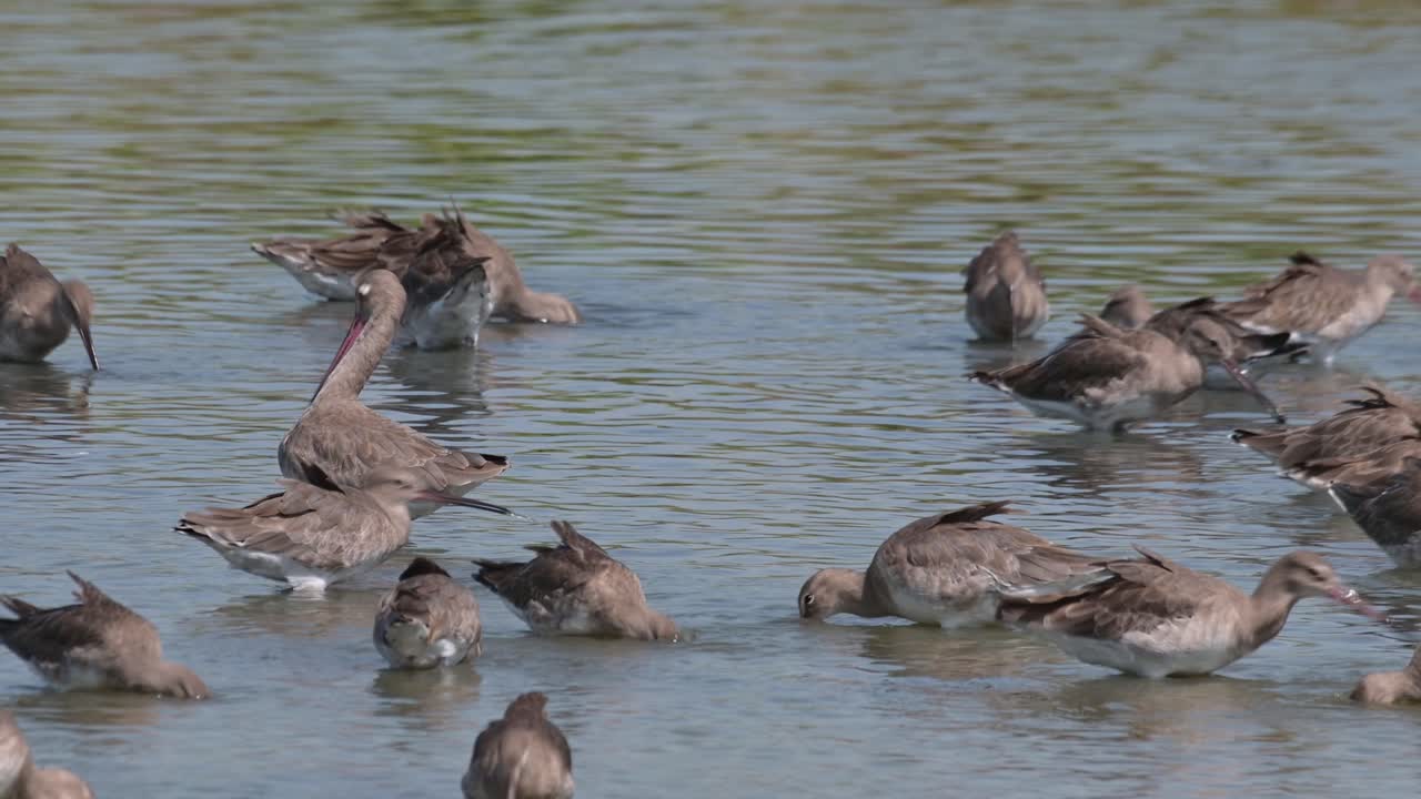 Die Kamera schwenkt nach links und zoomt heraus, wobei sie eine Uferschnepfe (Limosa limosa) in der Mitte enthüllt, die sich putzt, während andere Vögel fressen, Thailand.