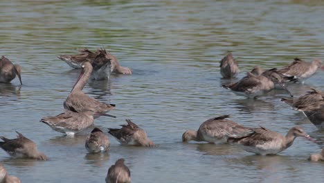 Beim-Herauszoomen-Schwenkt-Die-Kamera-Nach-Links-Und-Zeigt-Einen-Vogel-In-Der-Mitte,-Der-Sich-Putzt,-Während-Andere-Fressen,-Uferschnepfe-Limosa-Limosa,-Thailand