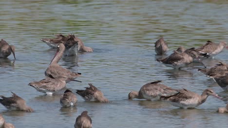 la cámara se desplaza hacia la izquierda mientras se aleja revelando un pájaro en el medio limpiándose mientras otros se alimentan, limosa limosa de cola negra, tailandia
