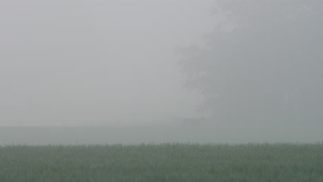 Rehe,-Die-In-Weiter-Ferne-Im-Dichten,-Dichten-Nebel-über-Ein-Feld-Laufen