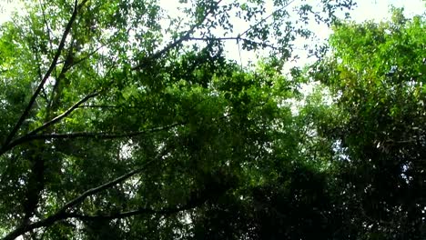 lush green canopy with rays of sun shining through