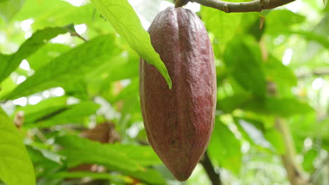 Kaffeebohnenbaum-Auf-Bali