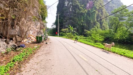 goat walks along a rural road