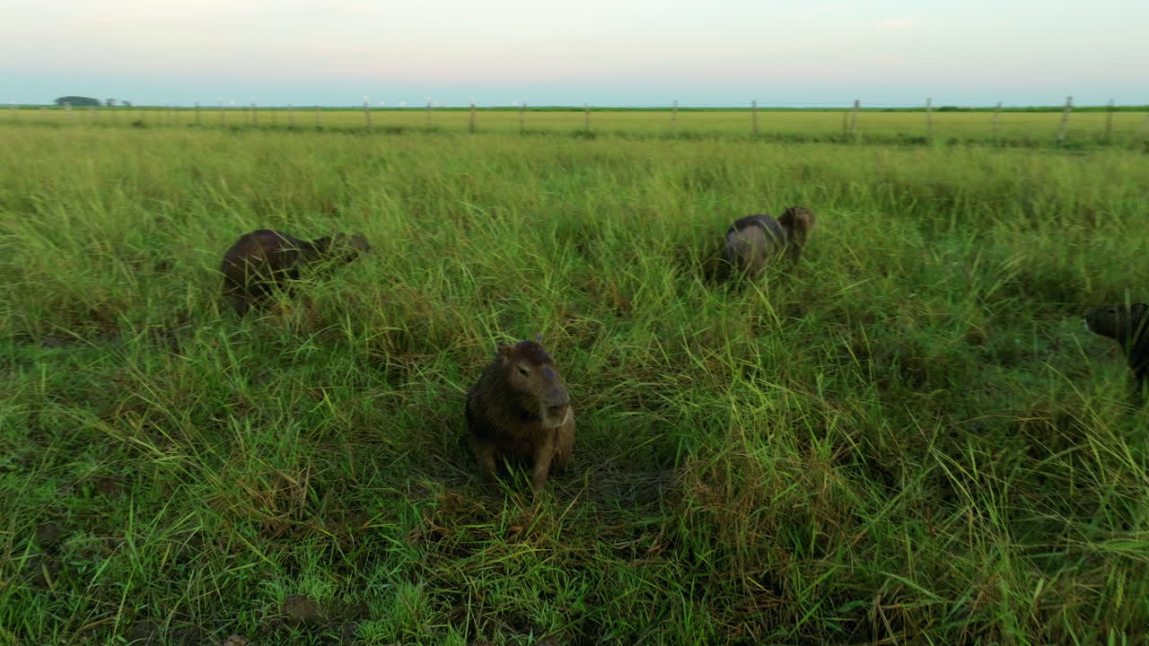 Capybaras At Los Llanos Farm In Apure, Venezuela - Tracking Shot