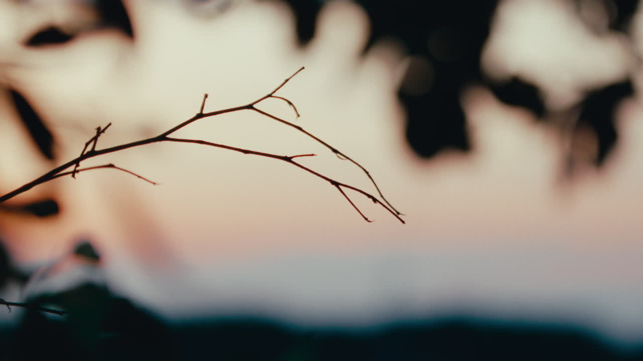 Dried Branch at Sunset