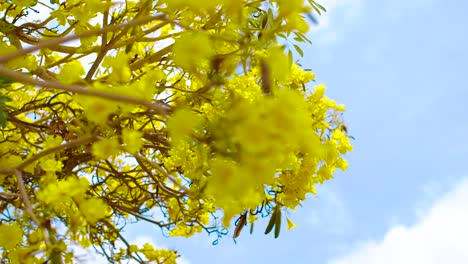 the yellow kibrahacha tree flowers displays its beauty under the bright blue sky during summer in the island of curacao - close up shot