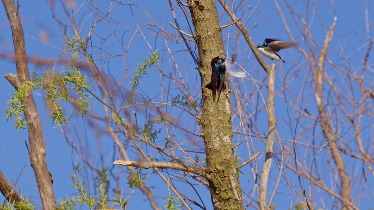 Bird courtship captured in dazzling, slow-motion precision.