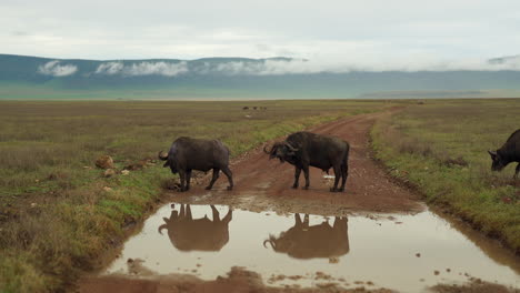 three cape buffalo cross muddy road past mud puddle