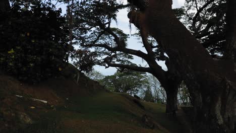 scenic view of lush tropical forest with large trees