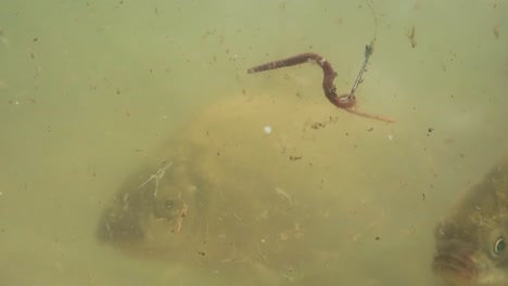 Los-Peces-Nadan-En-El-Lago-Cerca-Del-Anzuelo-2.