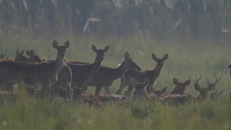 sumpfhirsch auf dem grasland