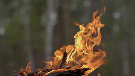 close up on charred logs burning at daytime in summertime forest.