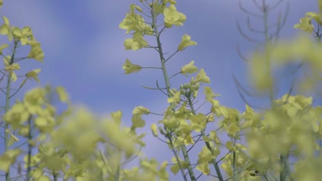 Raps-In-Blüte-Weht-Im-Wind-Gegen-Den-Blauen-Himmel