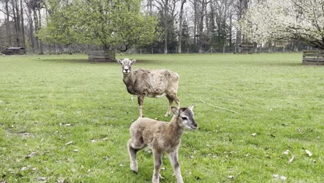 Ciervo-Con-Un-Pequeño-Cachorro-Cauteloso-En-Un-Camino-En-Un-Parque-De-Vida-Silvestre-En-Colonia