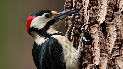 woodpecker on a tree trunk