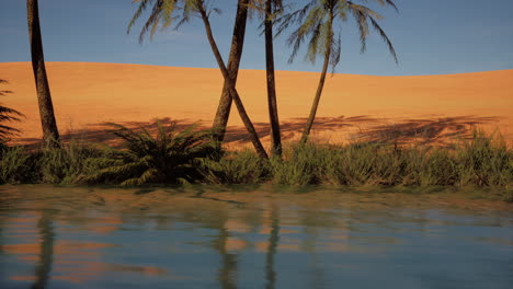 palm trees in an oasis in the desert