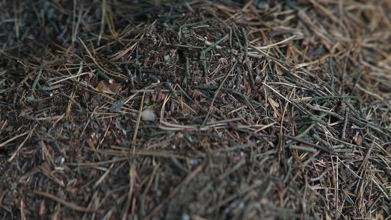 소나무 바늘 으로 인 개미 언덕