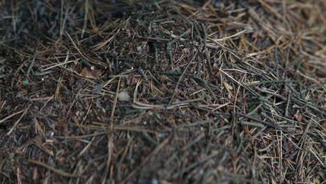 ant hill covered in pine needles