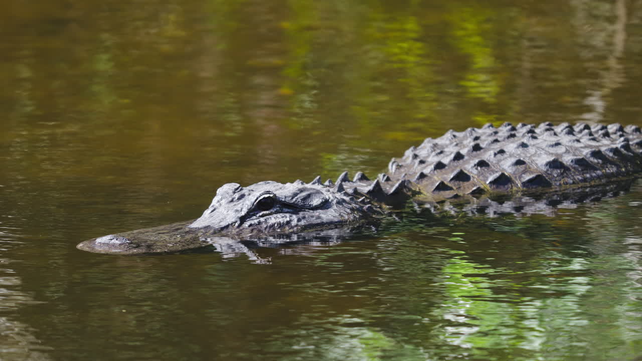 Alligator Close Up in Tannic Water 2