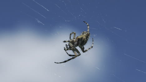 spider on a web against a blue sky