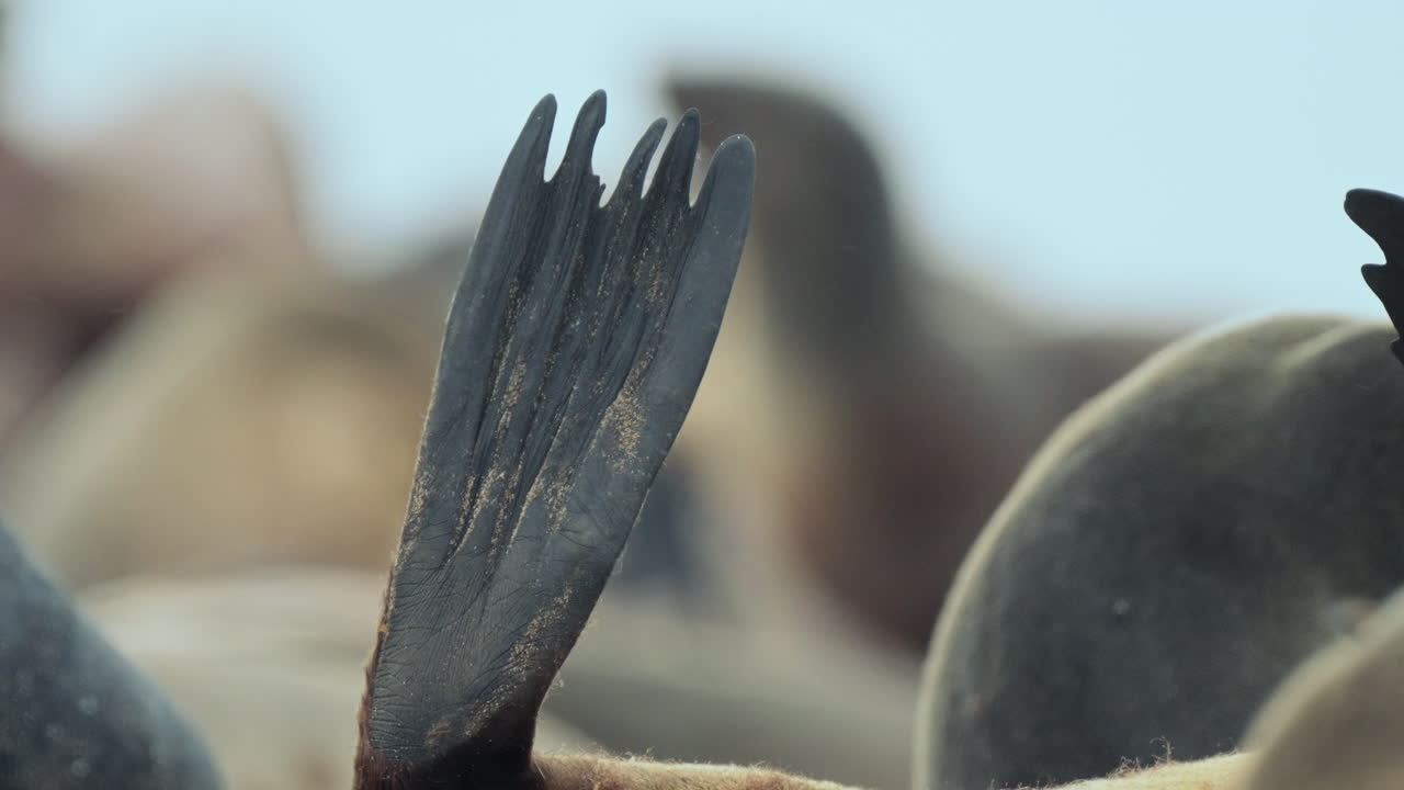 Close-up of a Seal Flipper