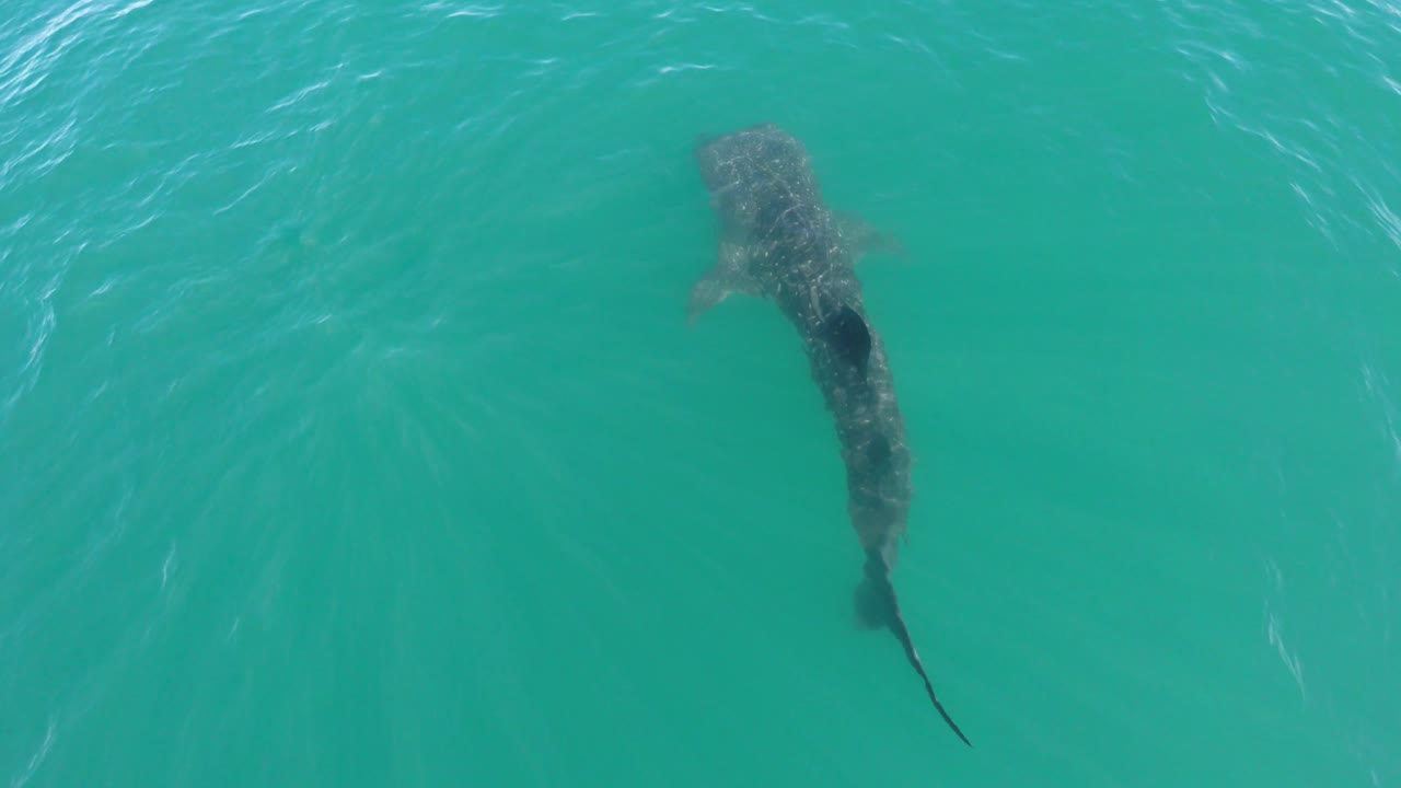 toma aérea cenital de un tiburón ballena nadando en el mar de cortés, la paz, baja california sur.