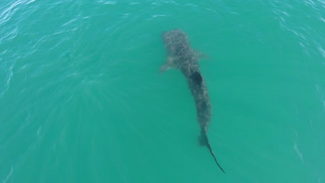 Toma-Aérea-Cenital-De-Un-Tiburón-Ballena-Nadando-En-El-Mar-De-Cortez,-La-Paz,-Baja-California-Sur